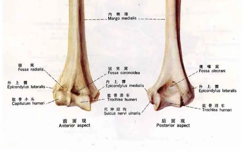 anatomie de l'hum&eacute;rus