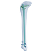 Ongle Expert Tibia