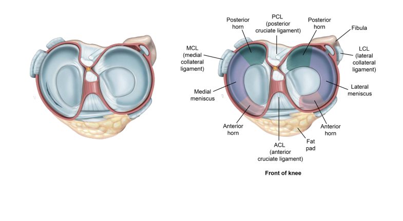 R&eacute;paration du m&eacute;nisque